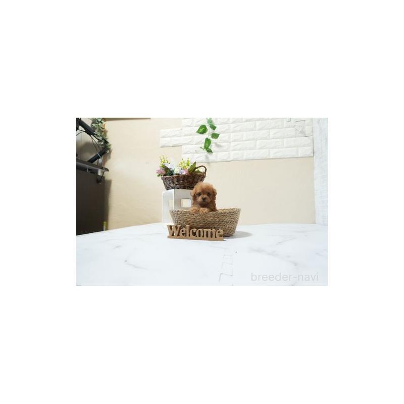 成約済の滋賀県のティーカッププードル-439031の2枚目