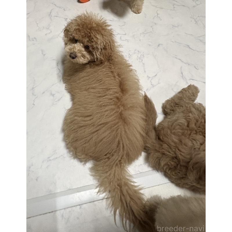 成約済の茨城県のトイプードル-417348の5枚目