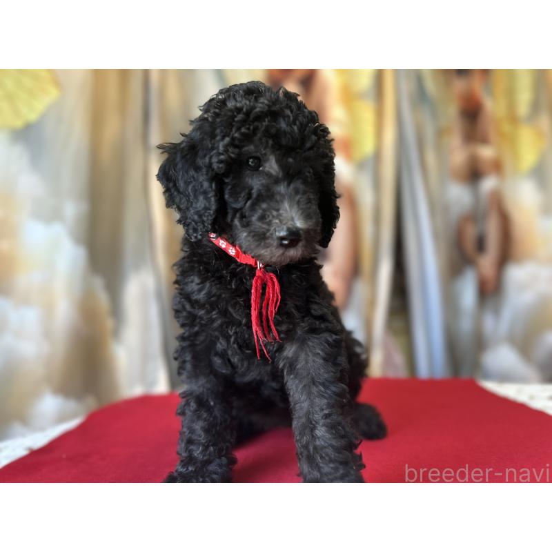 成約済の香川県のスタンダードプードル-428367の8枚目