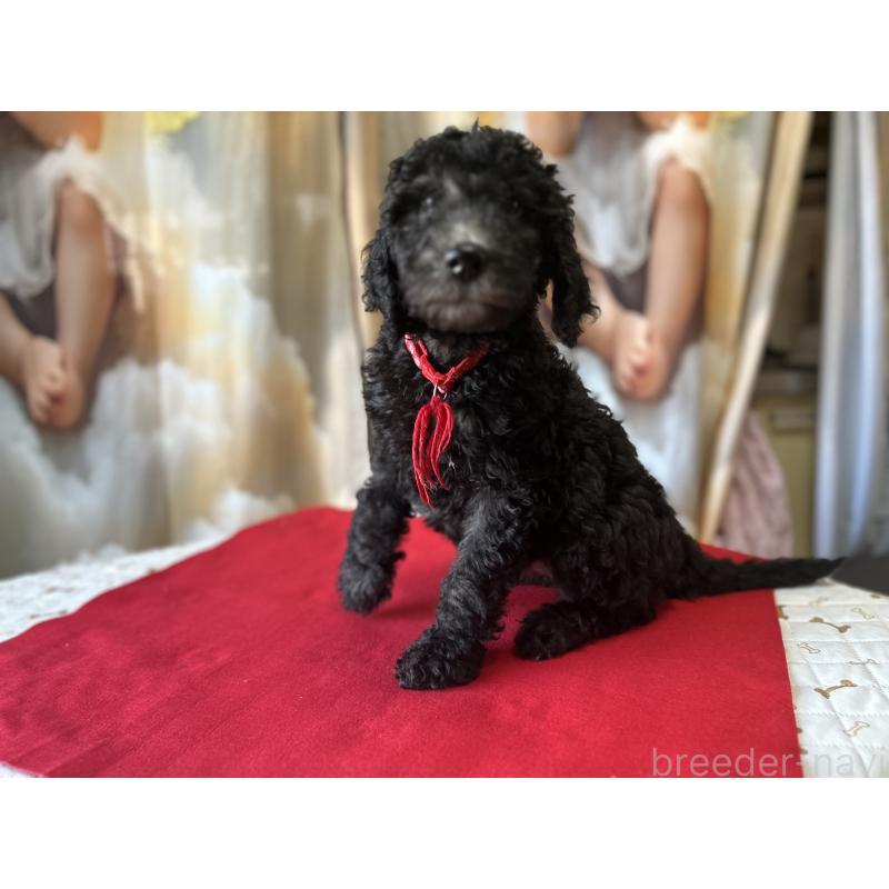 成約済の香川県のスタンダードプードル-428367の7枚目