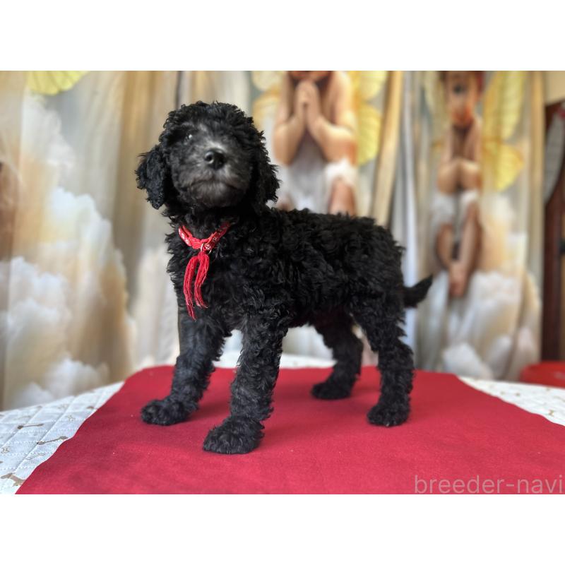 成約済の香川県のスタンダードプードル-428367の5枚目