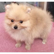 ♀︎ポメラニアン