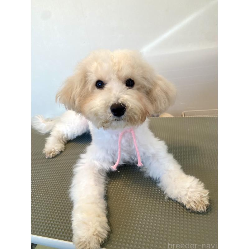 成約済の東京都のミックス犬-404064の10枚目