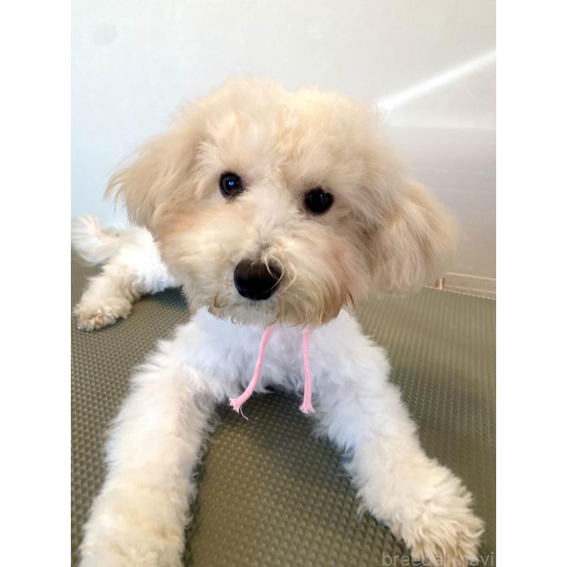 成約済の東京都のミックス犬-404064の9枚目