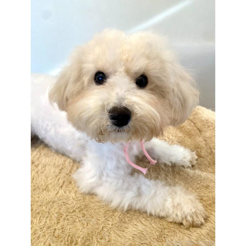 成約済の東京都のミックス犬-404064の8枚目