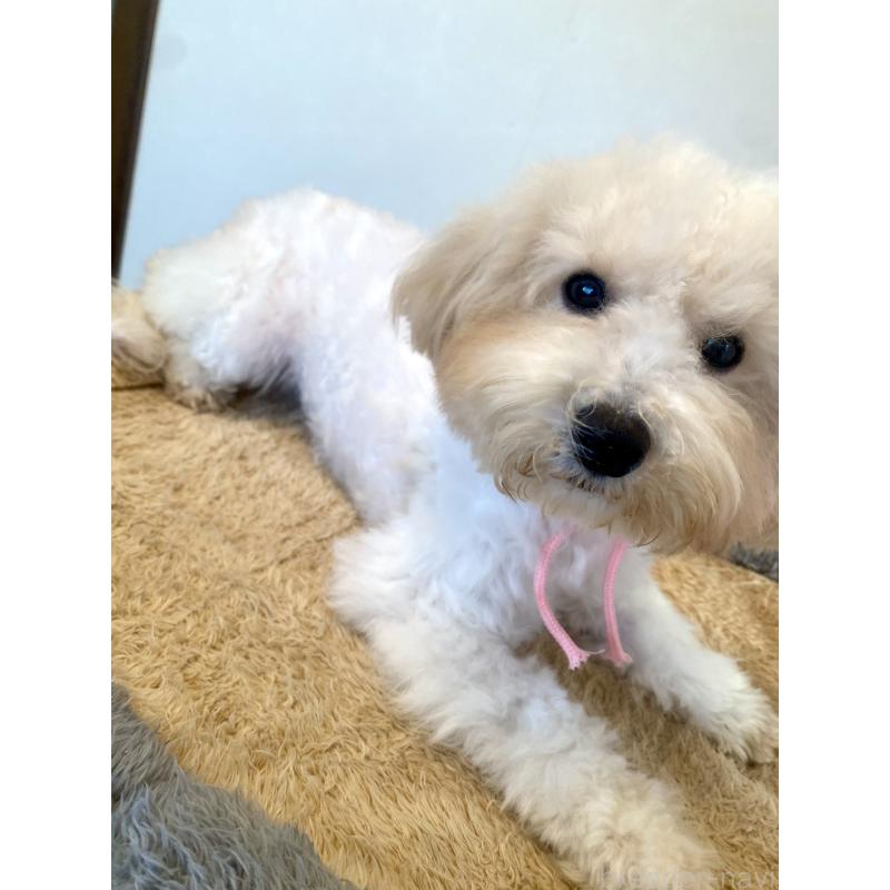 成約済の東京都のミックス犬-404064の7枚目