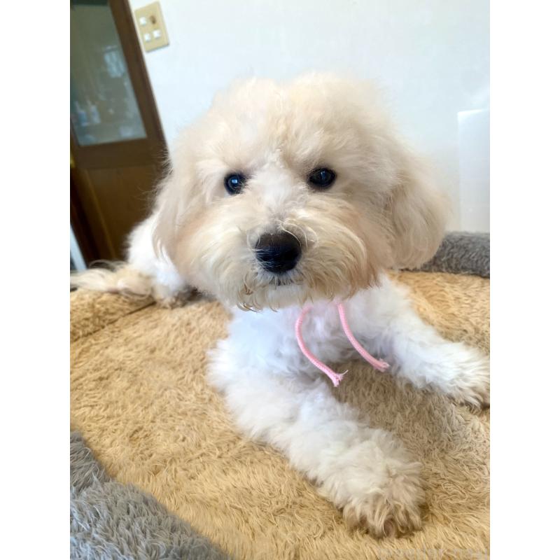 成約済の東京都のミックス犬-404064の6枚目