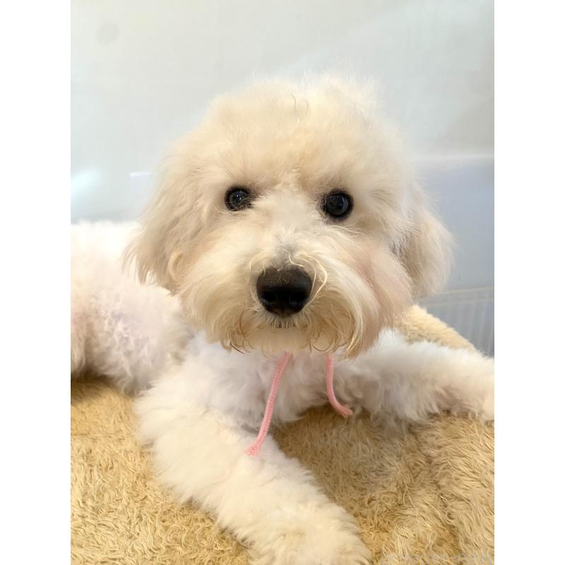 ♀︎ミックス犬