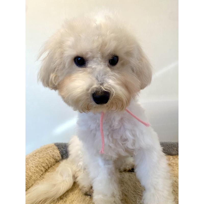 成約済の東京都のミックス犬-404064の5枚目