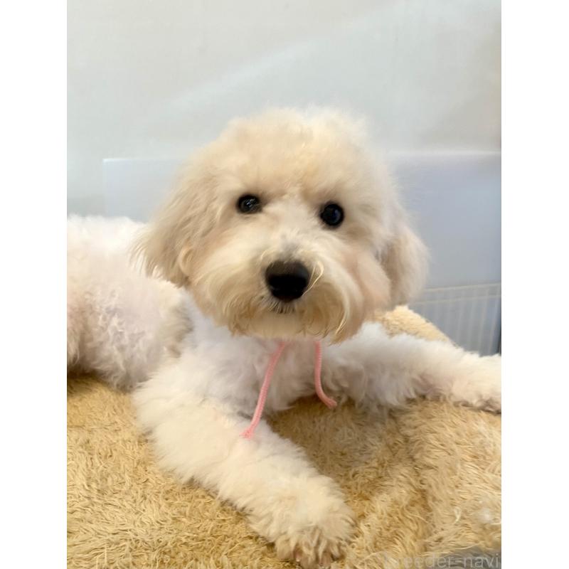 成約済の東京都のミックス犬-404064の4枚目