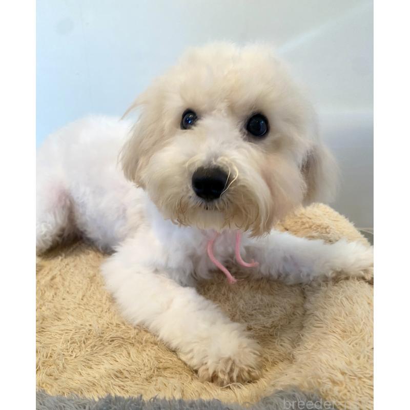 成約済の東京都のミックス犬-404064の3枚目