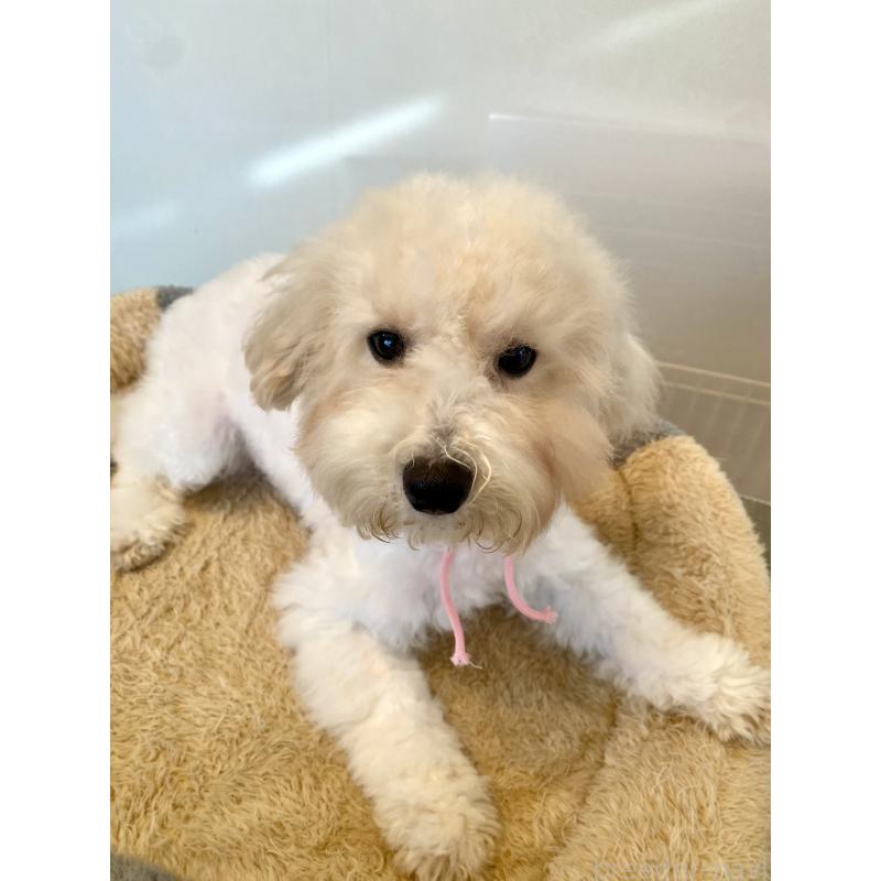 成約済の東京都のミックス犬-404064の2枚目