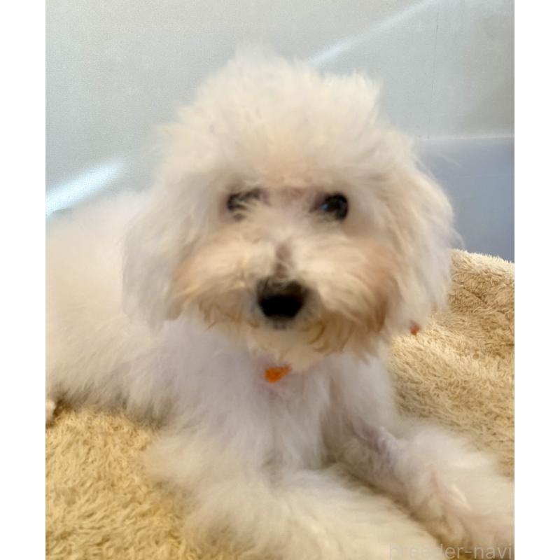 成約済の東京都のミックス犬-404061の20枚目