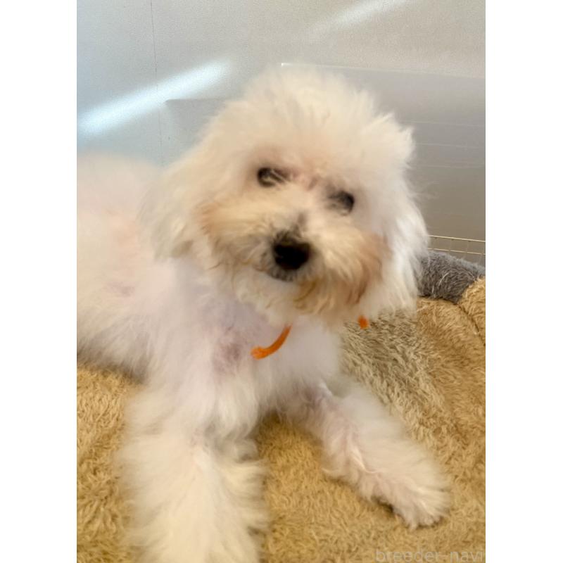 成約済の東京都のミックス犬-404061の19枚目