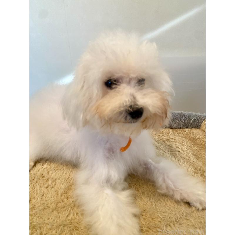 成約済の東京都のミックス犬-404061の18枚目