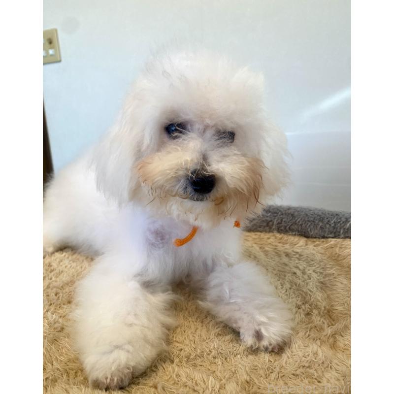 成約済の東京都のミックス犬-404061の17枚目