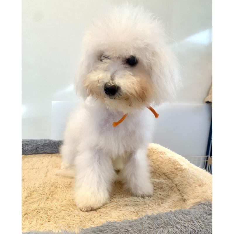 成約済の東京都のミックス犬-404061の16枚目