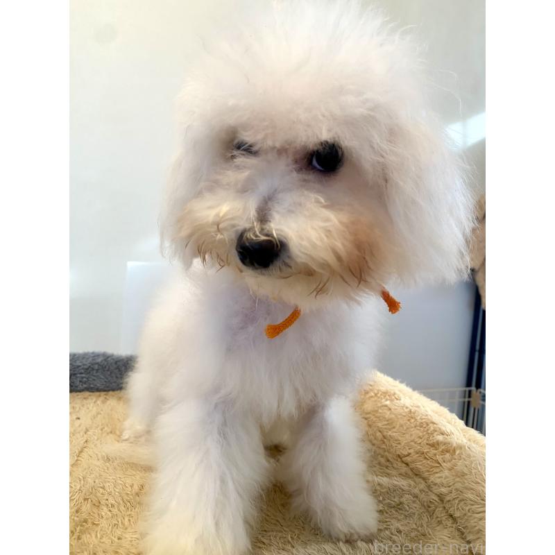 成約済の東京都のミックス犬-404061の15枚目