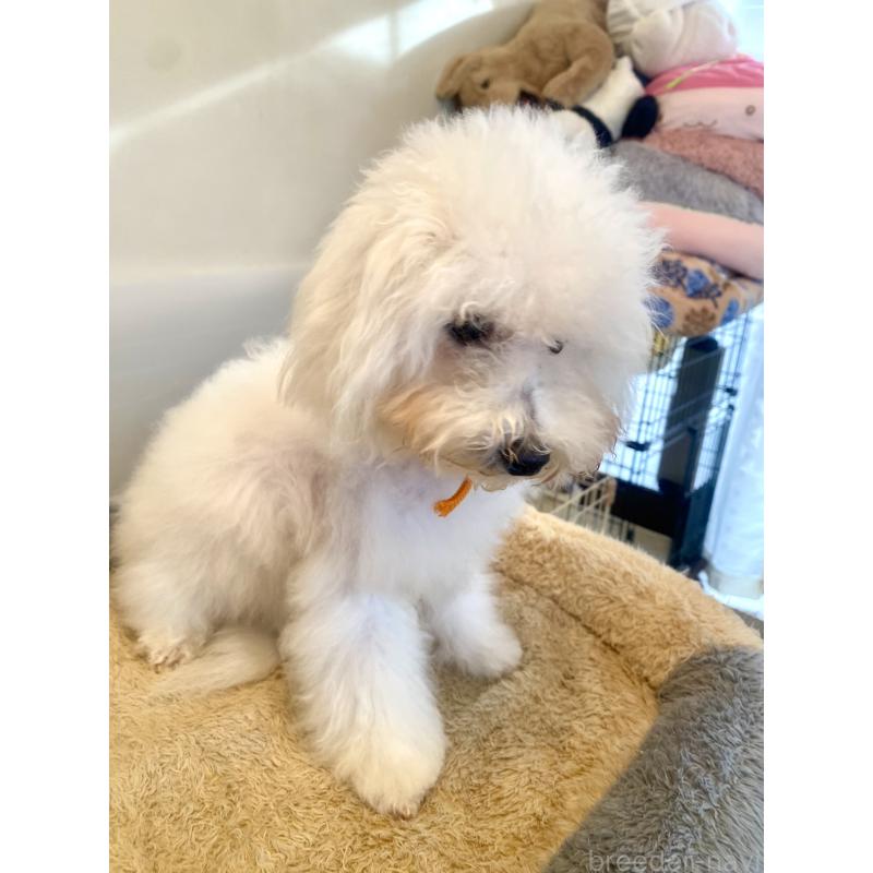 成約済の東京都のミックス犬-404061の14枚目