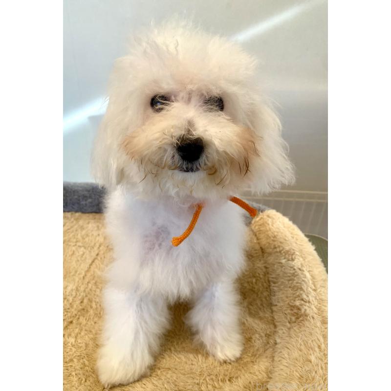 成約済の東京都のミックス犬-404061の12枚目