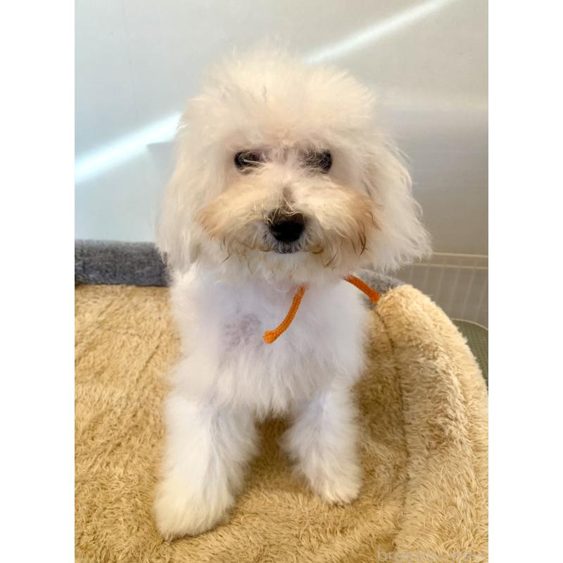 成約済の東京都のミックス犬-404061の11枚目