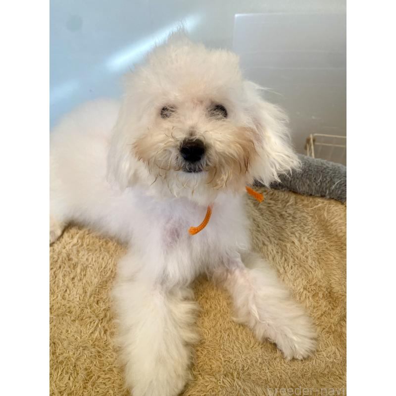 成約済の東京都のミックス犬-404061の10枚目