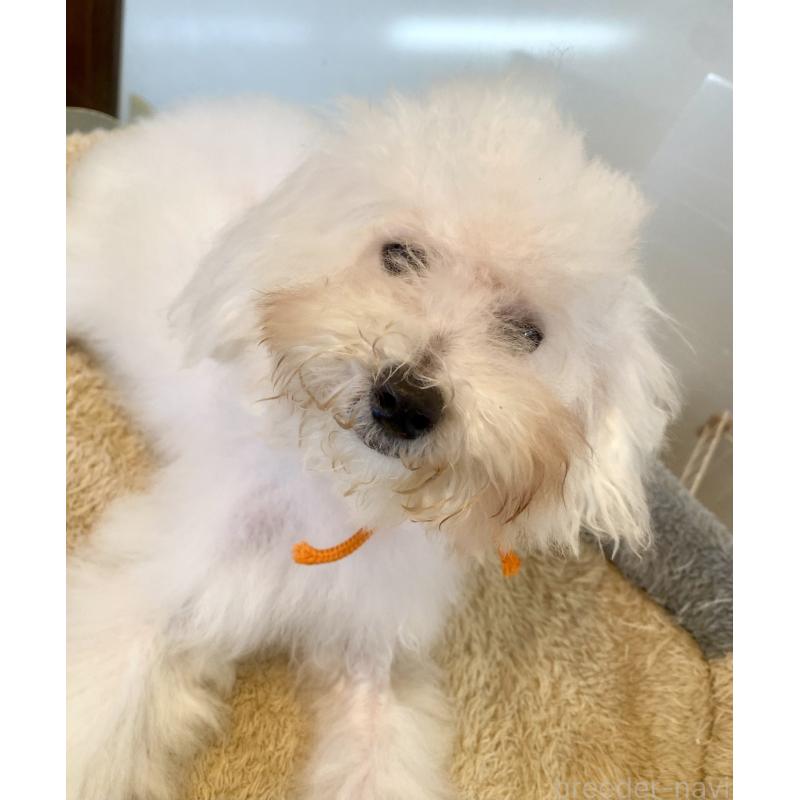 成約済の東京都のミックス犬-404061の9枚目