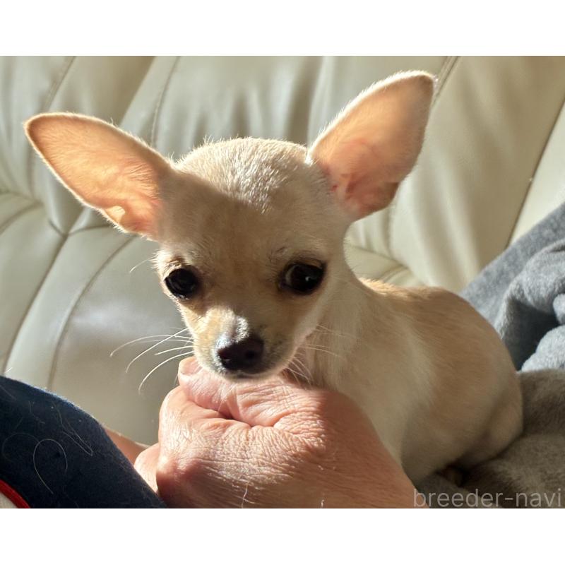 成約済の広島県のチワワ(スムースコート)-427962の4枚目