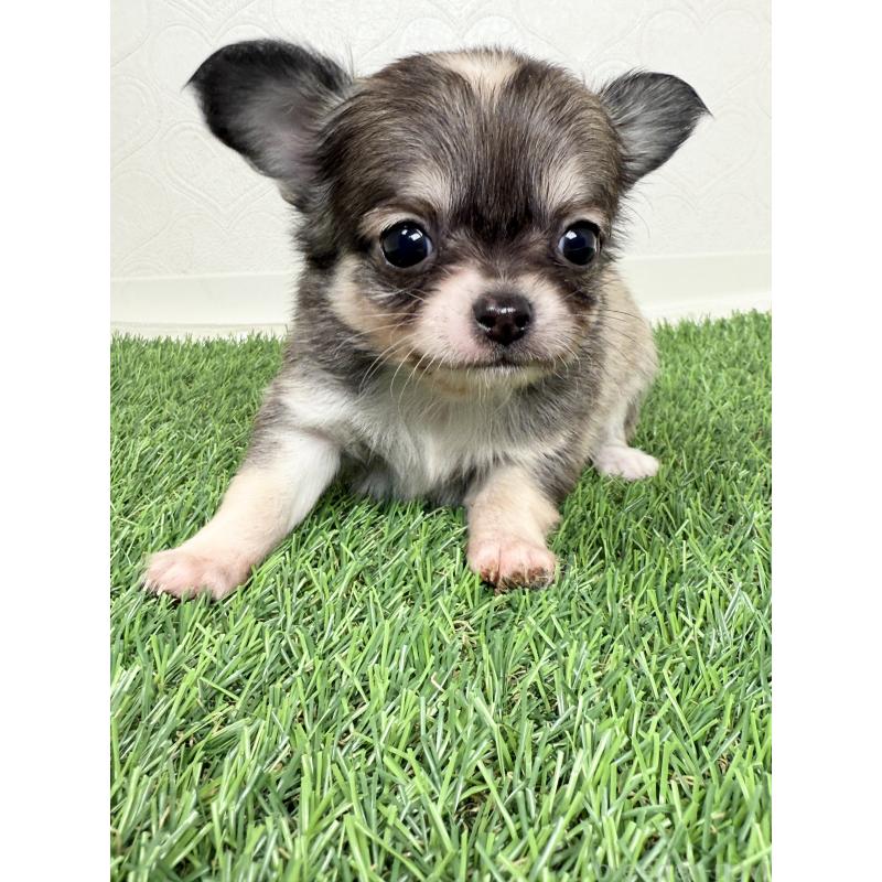 成約済の福岡県のチワワ(ロングコート)-435529の3枚目