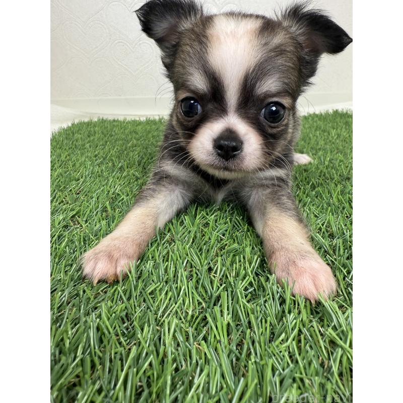 成約済の福岡県のチワワ(ロングコート)-435531の3枚目