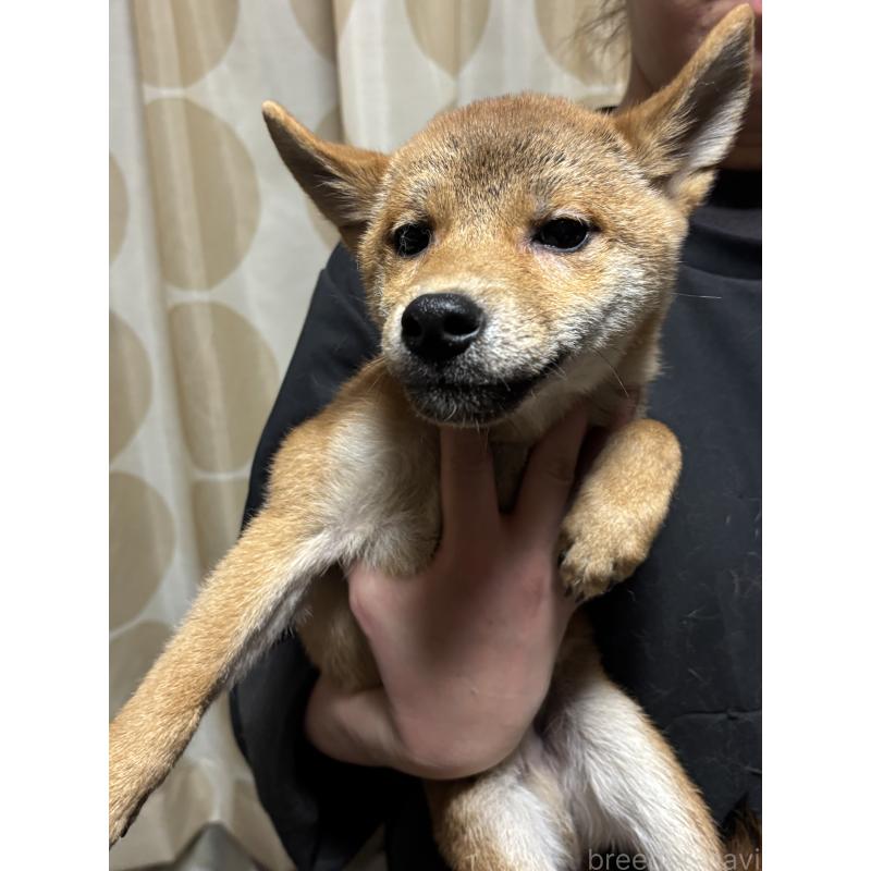 販売中の香川県の柴犬-428449の2枚目