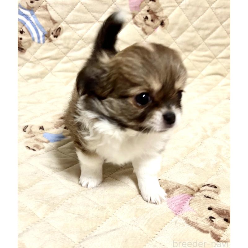 成約済の福岡県のチワワ(ロングコート)-437425の4枚目