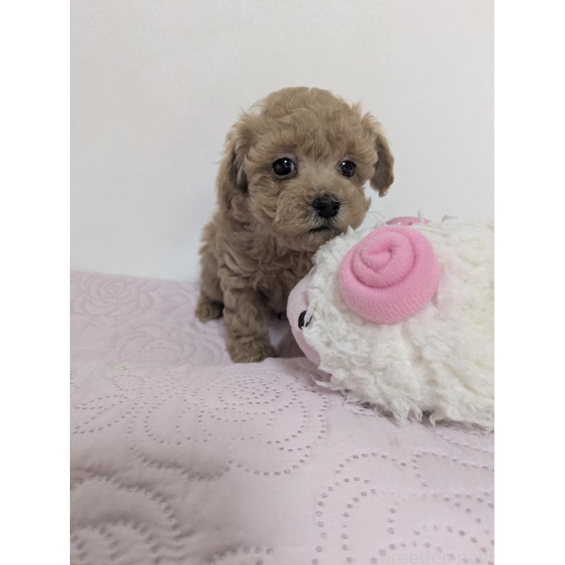 石村裕子ブリーダーの詳細