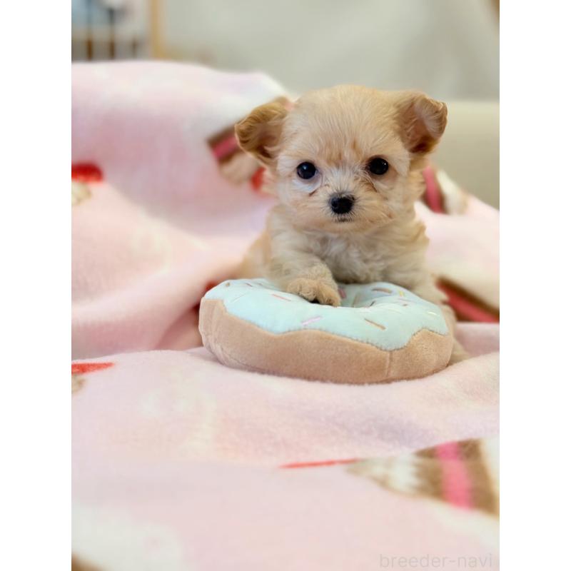 石村裕子ブリーダーの詳細