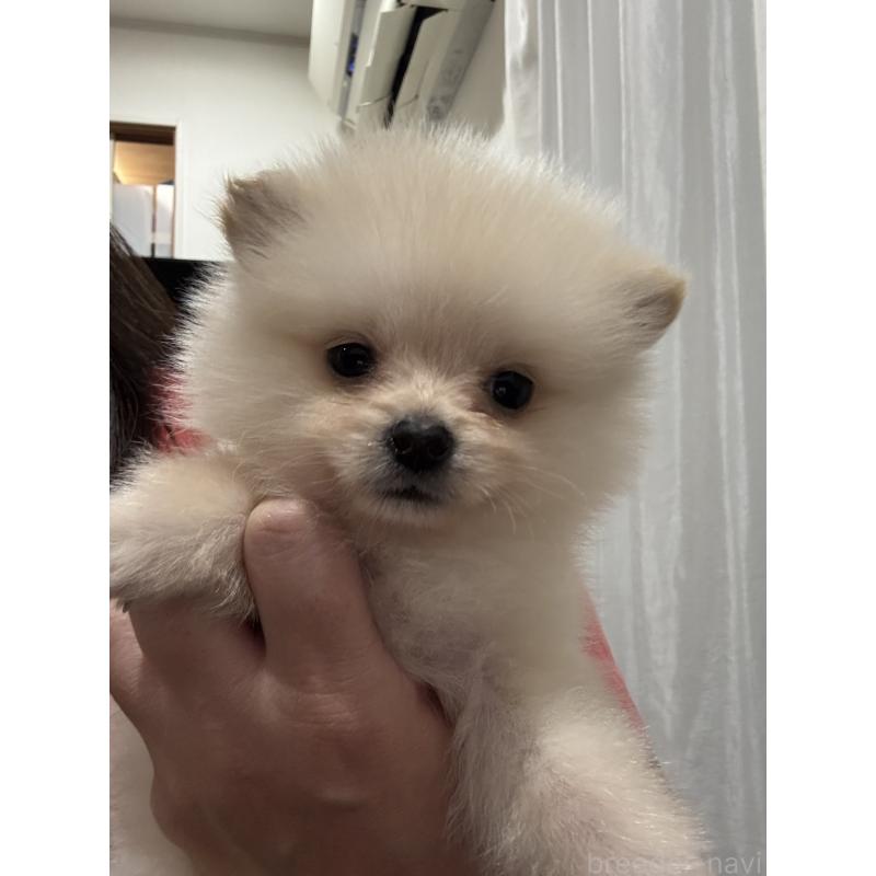 成約済の埼玉県のミックス犬-432883の3枚目