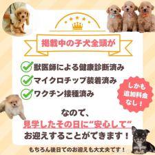 鈴木愛ブリーダー