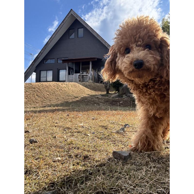 川﨑万里夢ブリーダーの詳細の1枚目