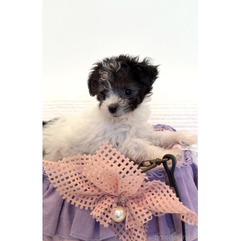 成約済の埼玉県のティーカッププードル-437249の2枚目