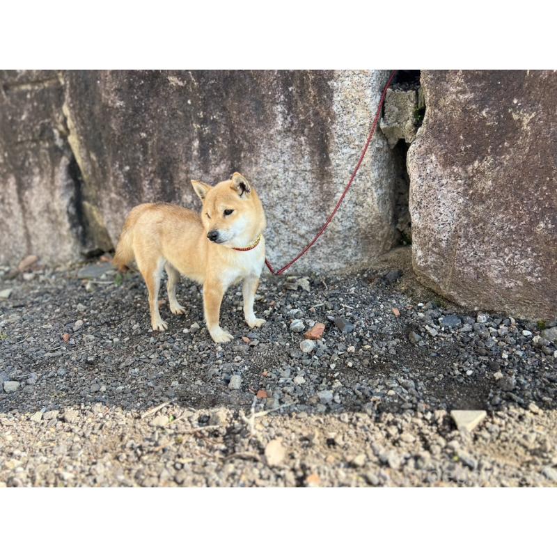 成約済の愛知県の豆柴-438779の2枚目