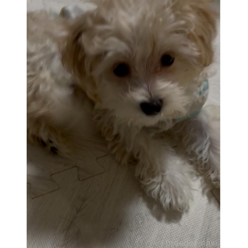 成約済の大阪府のマルプー:マルチーズ×トイプードル-428933の4枚目