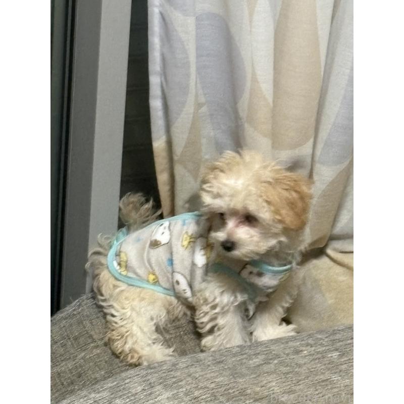 成約済の大阪府のマルプー:マルチーズ×トイプードル-428933の3枚目