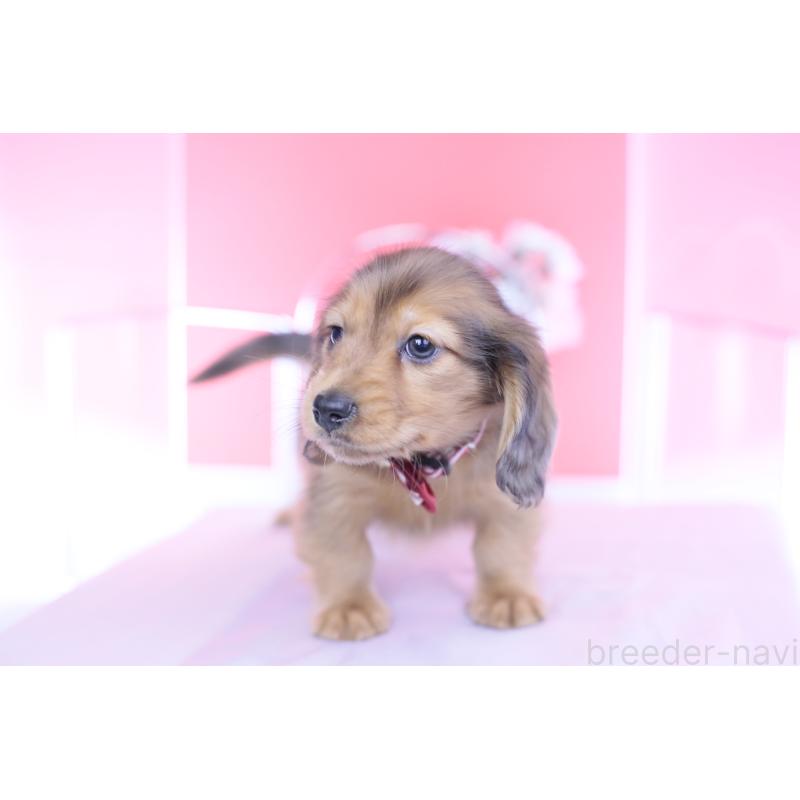 成約済の愛知県のカニンヘンダックスフンド(ロングヘアード)-437135の11枚目