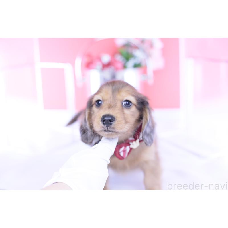 成約済の愛知県のカニンヘンダックスフンド(ロングヘアード)-437135の10枚目