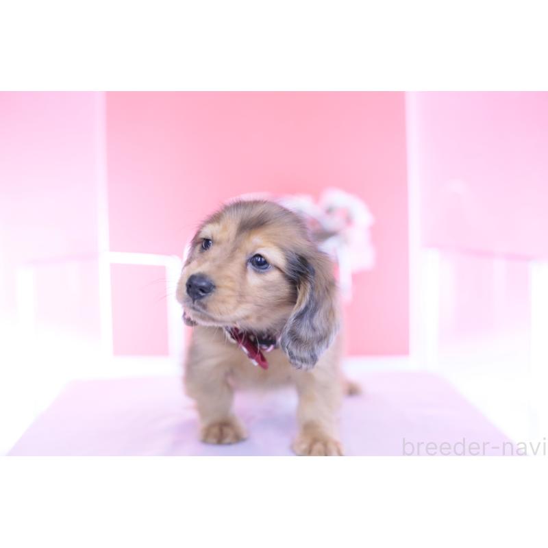 成約済の愛知県のカニンヘンダックスフンド(ロングヘアード)-437135の9枚目