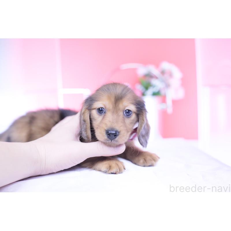 成約済の愛知県のカニンヘンダックスフンド(ロングヘアード)-437135の8枚目