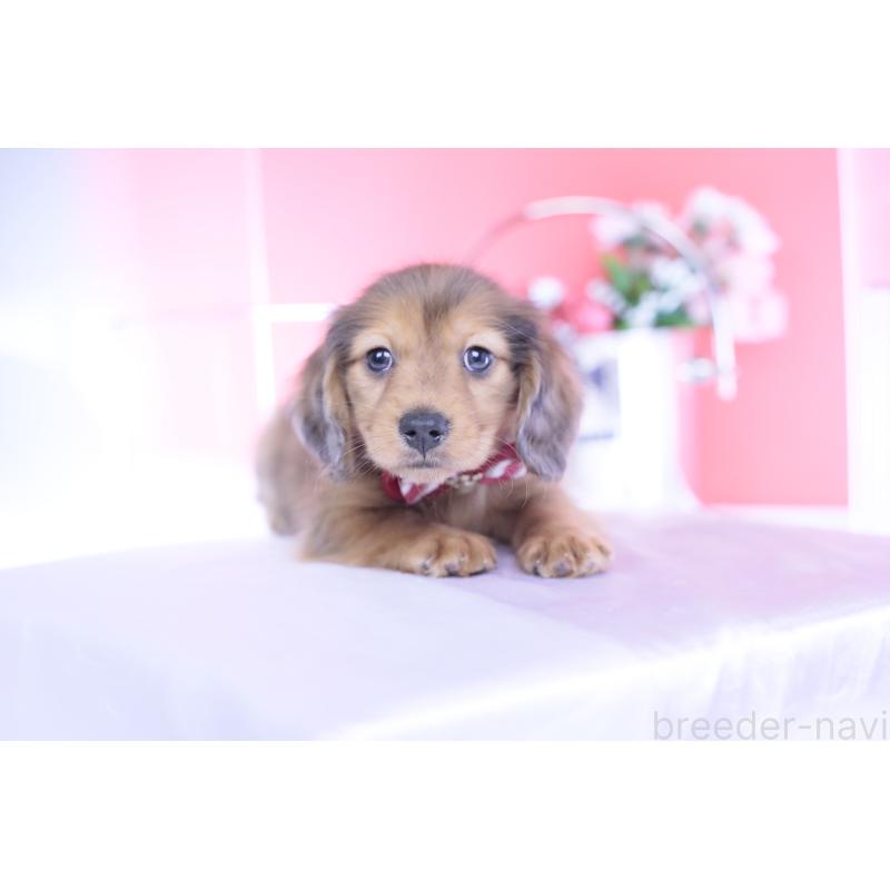 成約済の愛知県のカニンヘンダックスフンド(ロングヘアード)-437135の6枚目