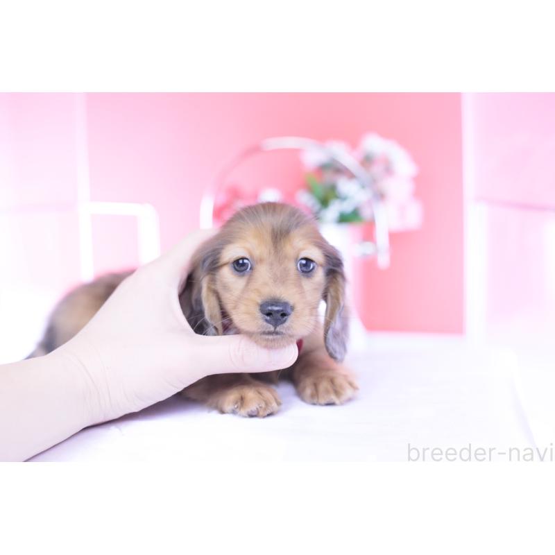 成約済の愛知県のカニンヘンダックスフンド(ロングヘアード)-437135の4枚目