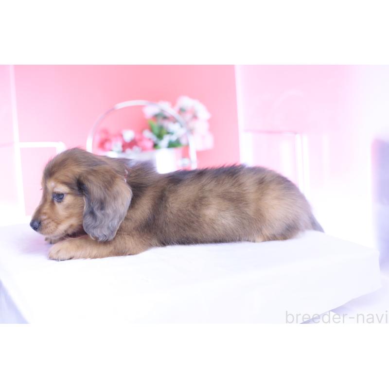 成約済の愛知県のカニンヘンダックスフンド(ロングヘアード)-437135の2枚目