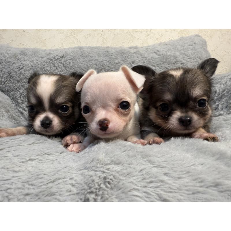 成約済の福岡県のチワワ(ロングコート)-435529の2枚目