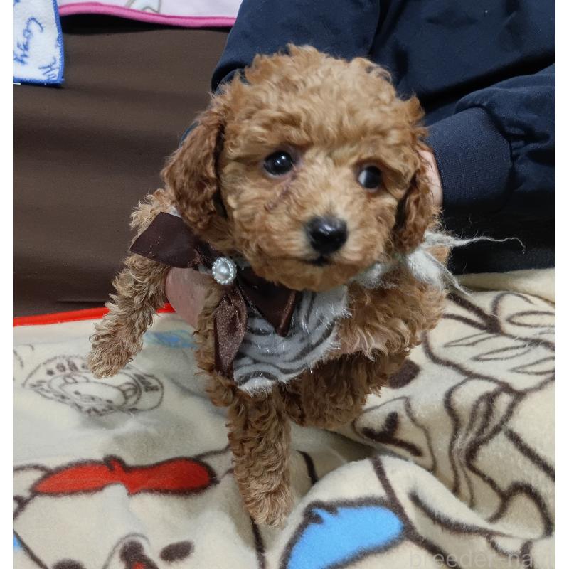 成約済の奈良県のトイプードル-438347の3枚目